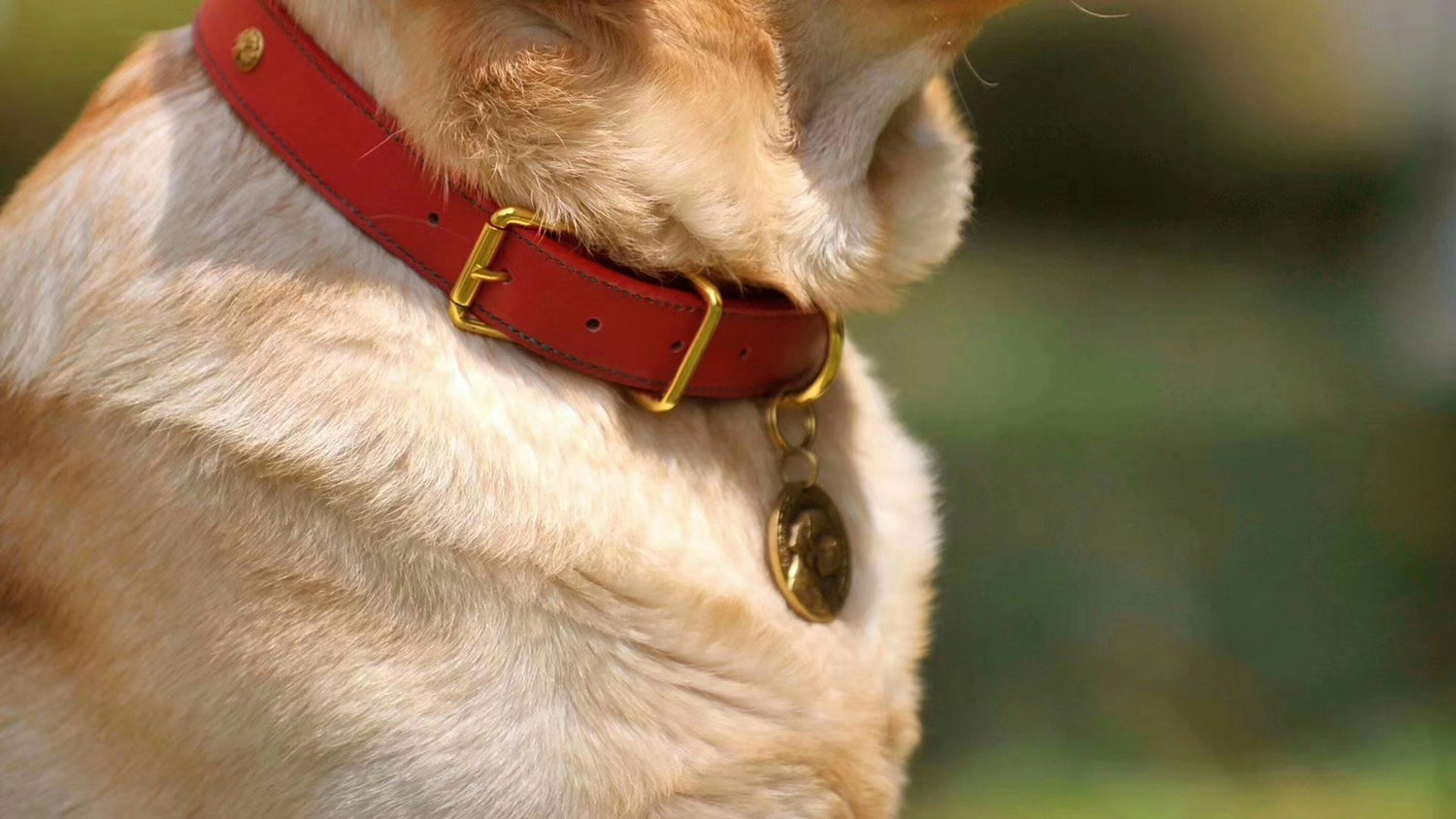 Pets